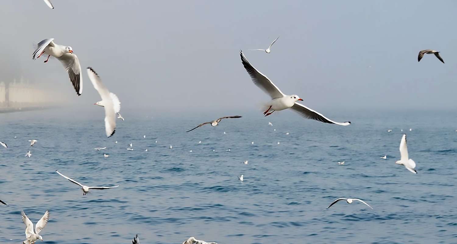 Bay Fishing Tips - How To Win At Working The Birds